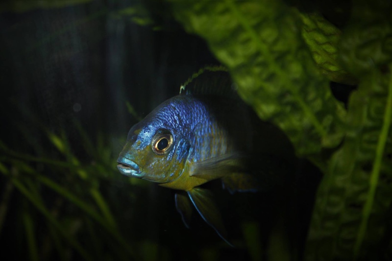 Protomelas sp. 'steveni imperial' Pombo Rocks